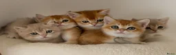 British Shorthair cats for sale: Golden Blue and Golden BSH kittens - Advert 4