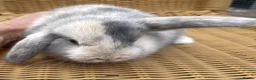 Mini Lop rabbits for sale: Gorgeous baby mini lops  - Advert 1