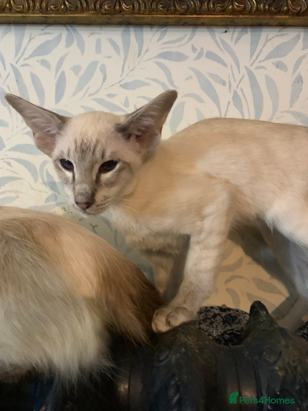 Siamese cats for sale: Blue tabby point and cinnamon tabby point boys - Image 7