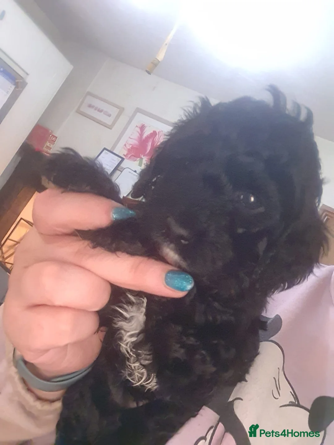 Cavapoo dogs for sale: F1b Health tested Phantom chocolate Merle Cavapoo - Advert 32