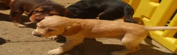Cocker Spaniel dogs for sale: 2 goldens & 1 black & white cocker spaniel puppies - Advert 9