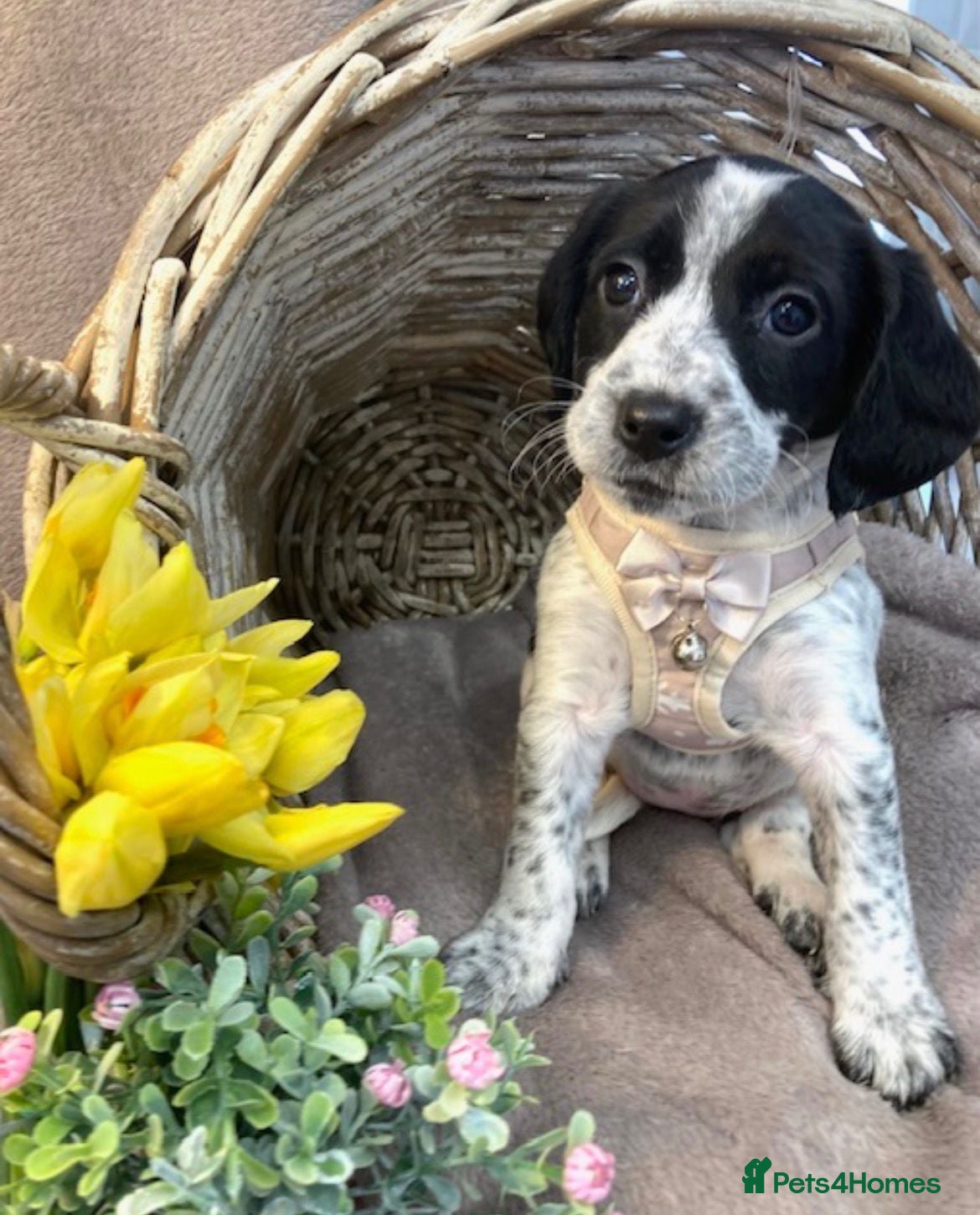 Mixed Breed dogs Ready now Cocker spaniel x Jack Russell pups  - Advert 1