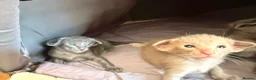 Siamese cats for sale: 🩵Lovely Siamese boys  - Advert 1