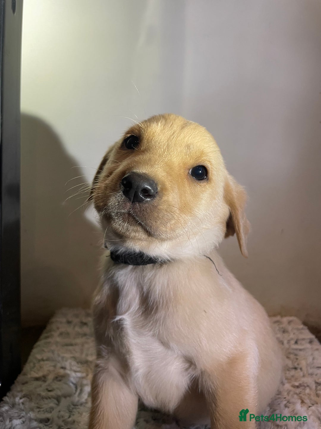 Labrador Retriever dogs for sale: Reduced to 1200 Ready to go now   - Advert 2