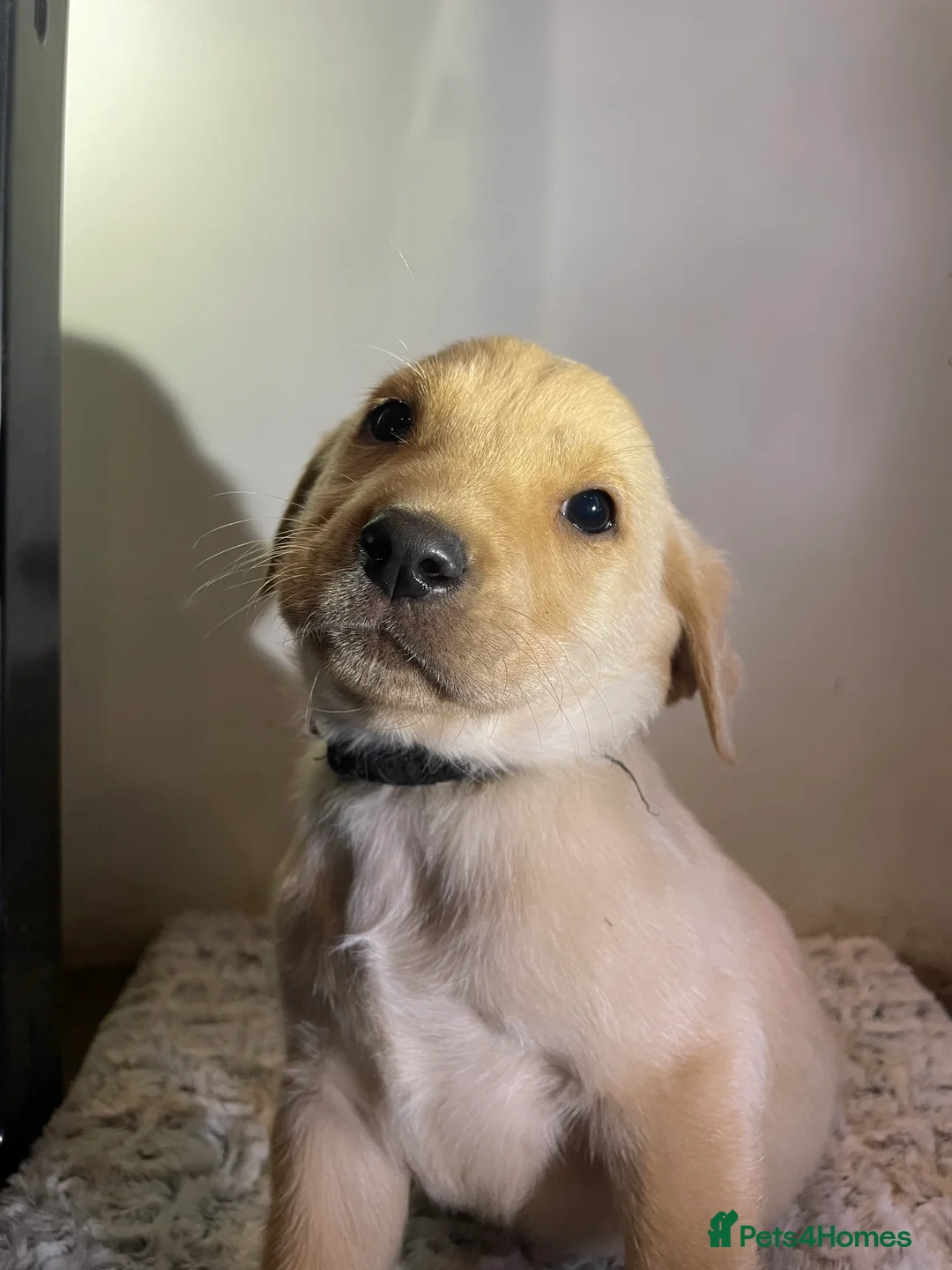 Labrador Retriever dogs for sale: All Reduced to £850 Ready to go now only 1 left - Advert 3