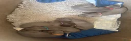 Whippet dogs for sale: 💙 Stunning KC Registered Blue Whippet Puppies  - Advert 26