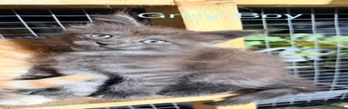 Maine Coon 4