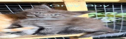 Maine Coon cats for sale: Half Maincoon Kittens  - Advert 23