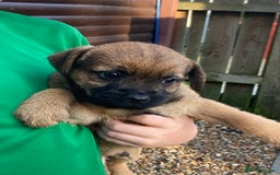 Border Terrier dogs for sale: Pure border terrier puppies  - Advert 16