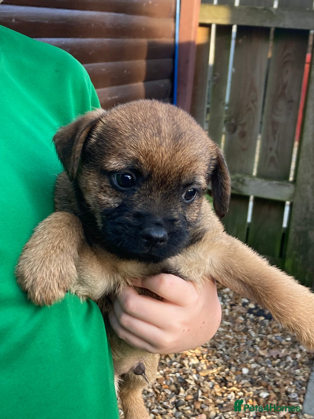 Border Terrier dogs for sale: Pure border terrier puppies  - Advert 16