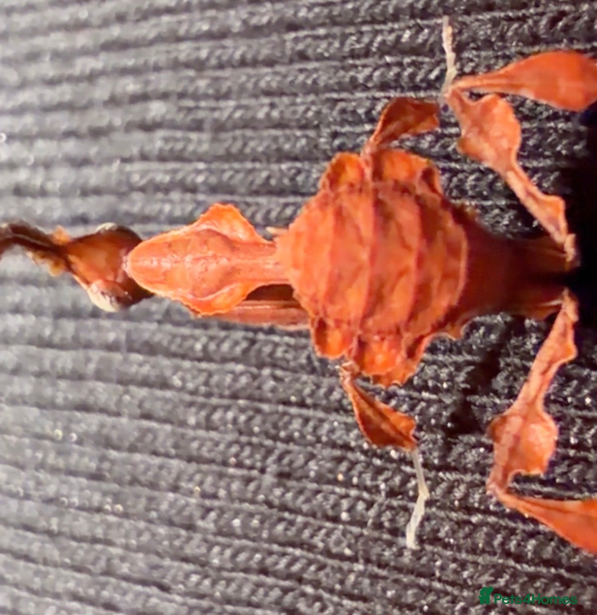 Praying Mantis invertebrates Phyllocrania paradoxa(ghost mantis) - Advert 1