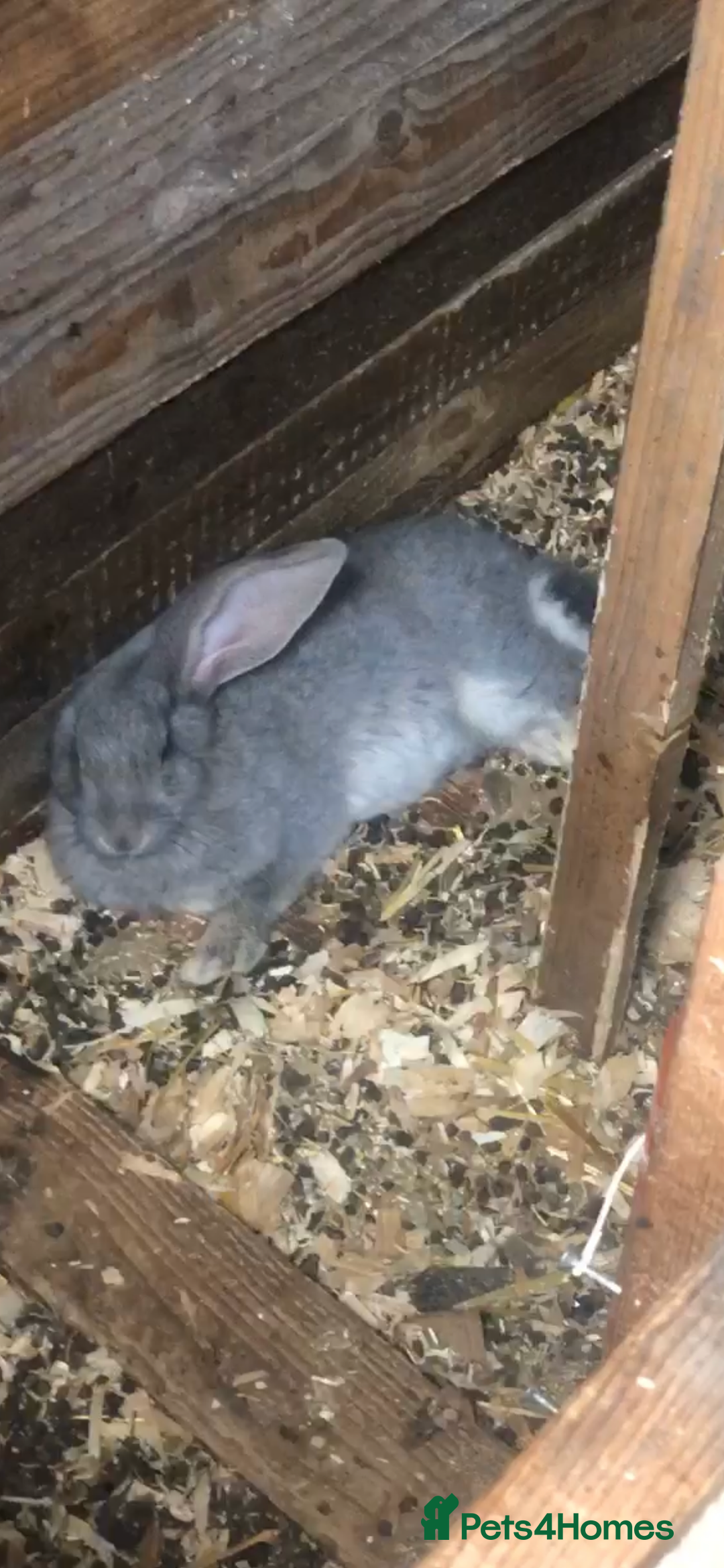 Continental Giant rabbits for sale: Continental giants  - Image 13