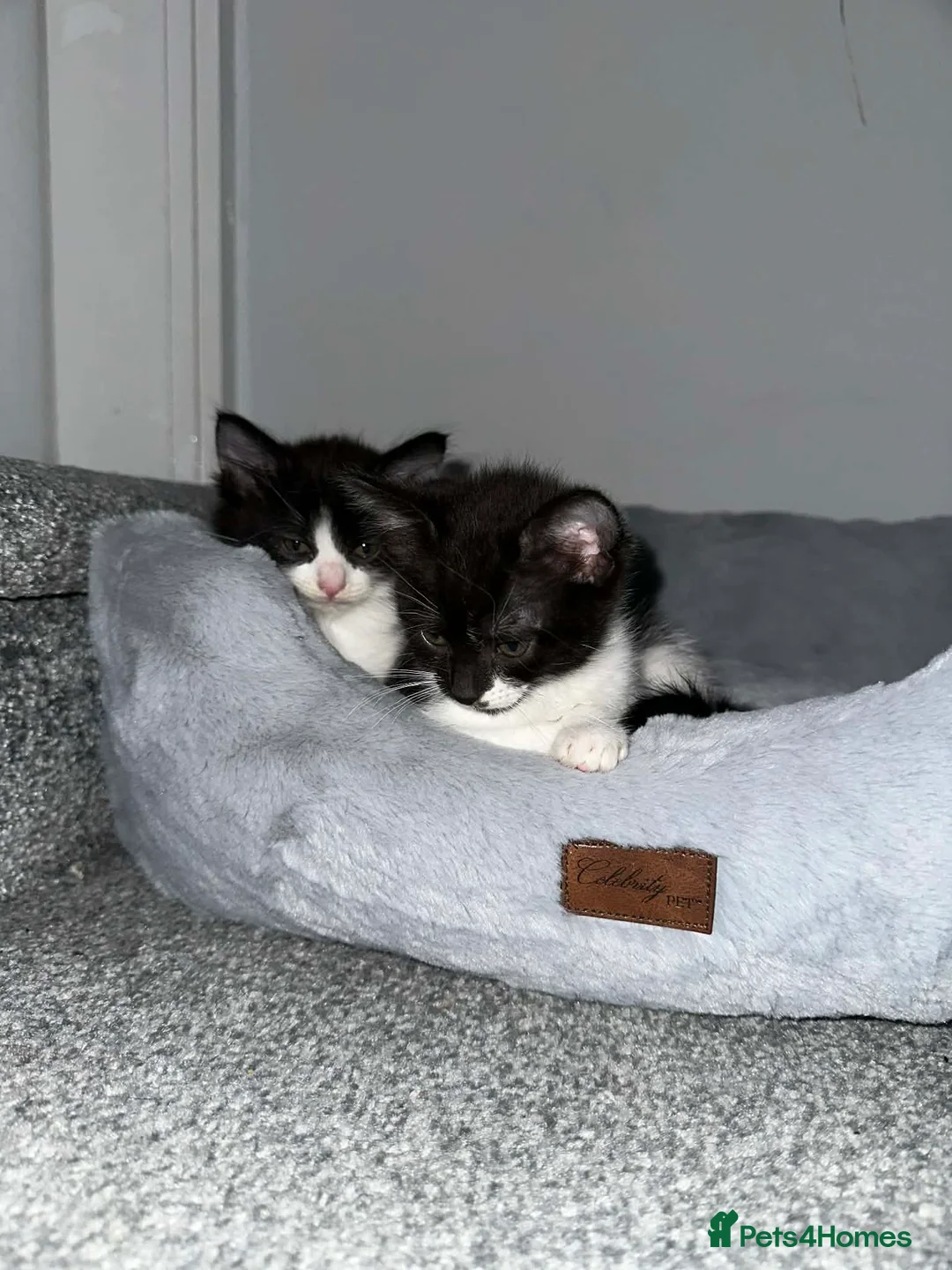 British Shorthair cats for sale: 2 Playful kittens  - Advert 1