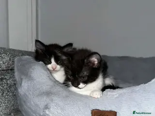British Shorthair cats 2 Playful kittens - Advert 11