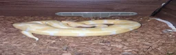 Python Snake reptiles for sale: Male ball pythons available  - Advert 4