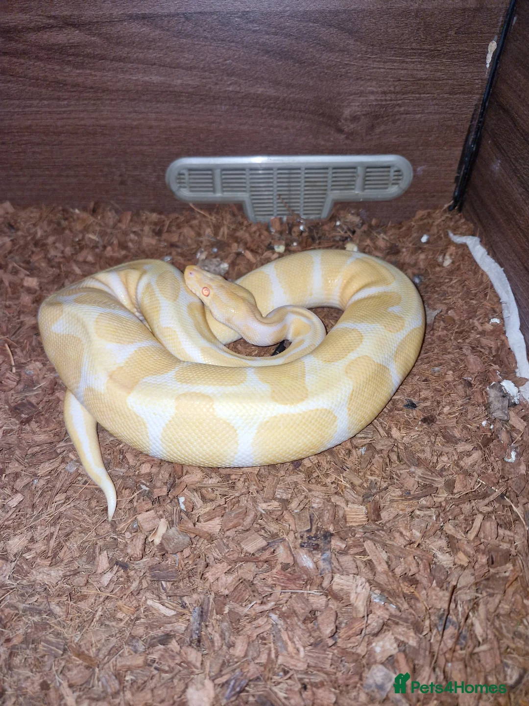 Python Snake reptiles for sale: Male ball pythons available  - Advert 4