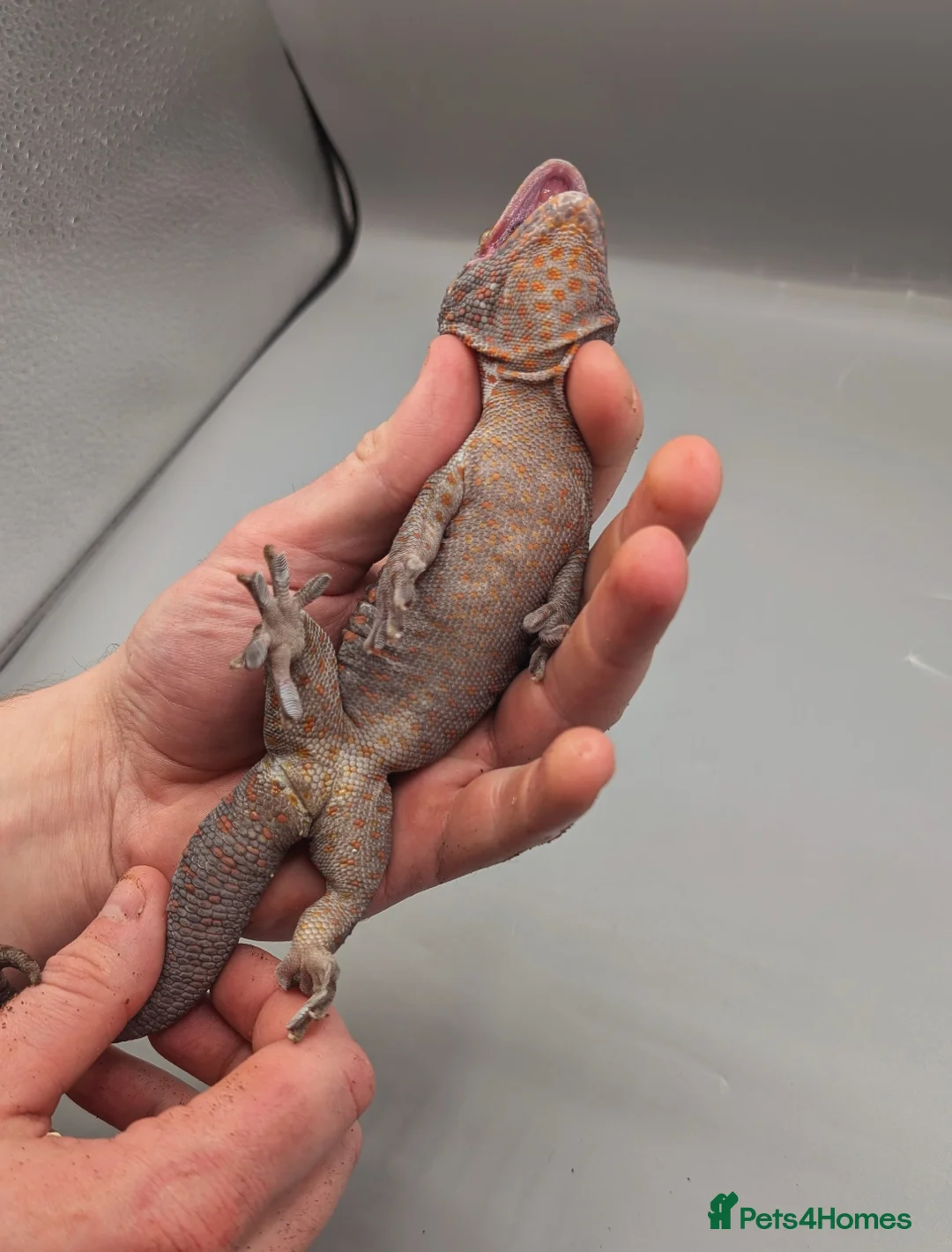 Gecko reptiles for sale: Male Tokay Gecko Proven  - Advert 5