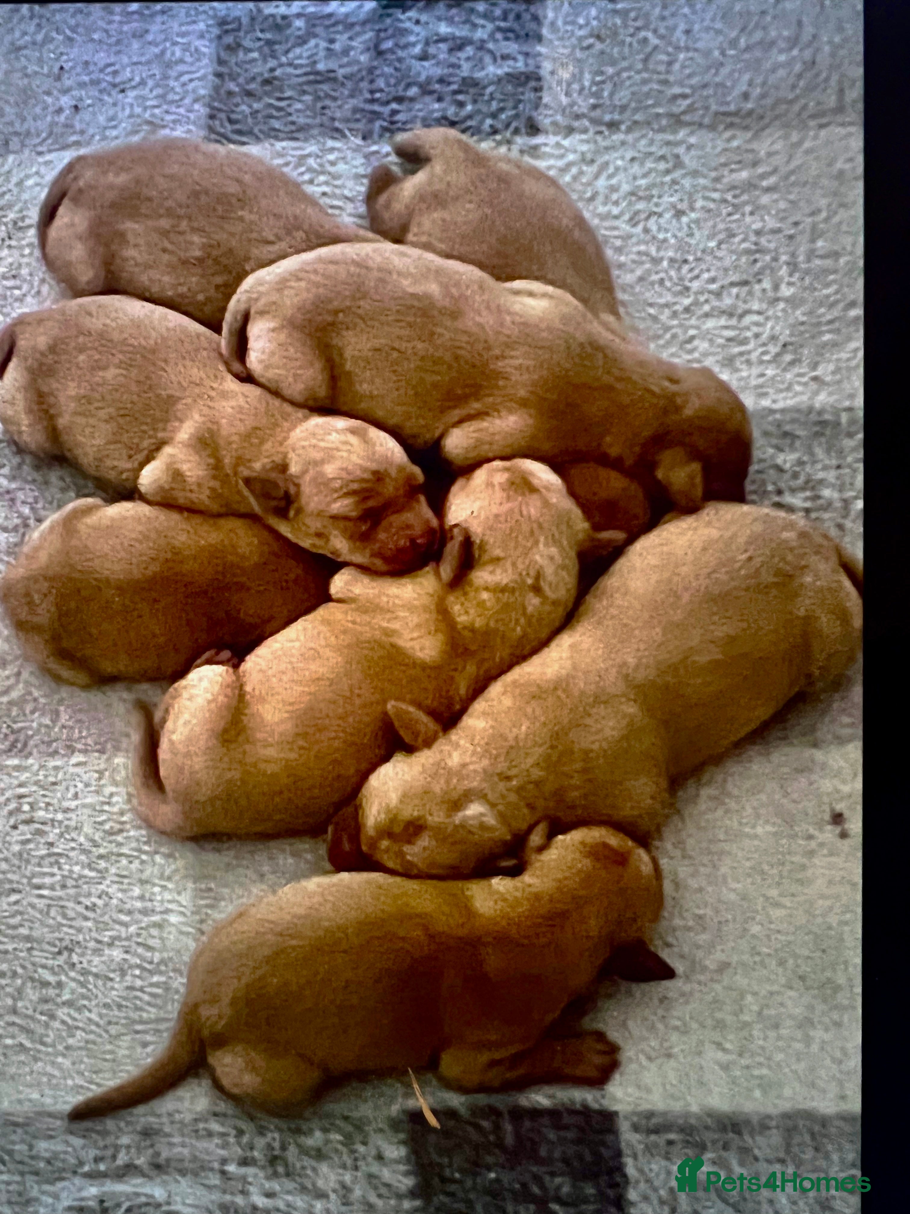 Labrador Retriever dogs SUPER DARK FOX RED PUPS FROM HEALTH TESTED PARENTS - Advert 4