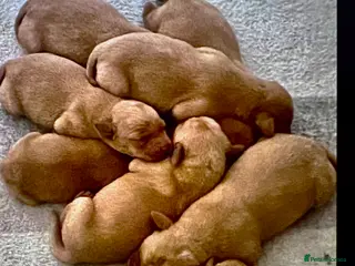 Labrador Retriever dogs SUPER DARK FOX RED PUPS FROM HEALTH TESTED PARENTS - Advert 5