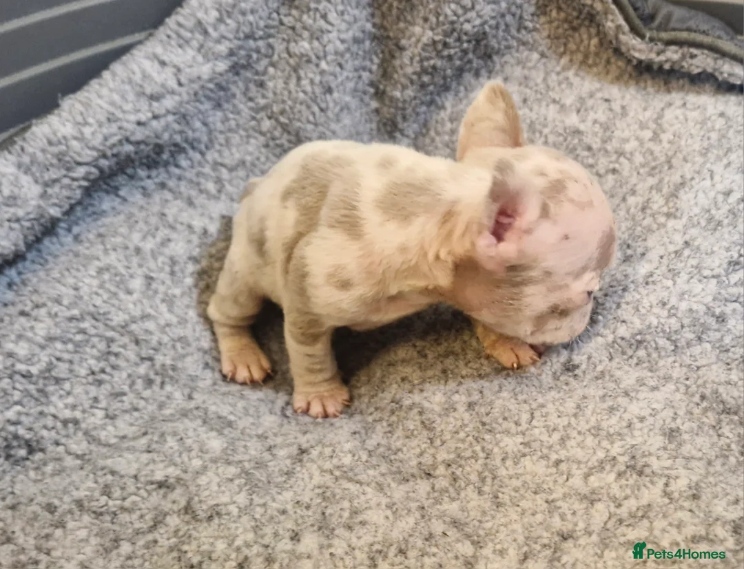 French Bulldog dogs for sale: Stunning dwkc merle french bulldogs  - Advert 4