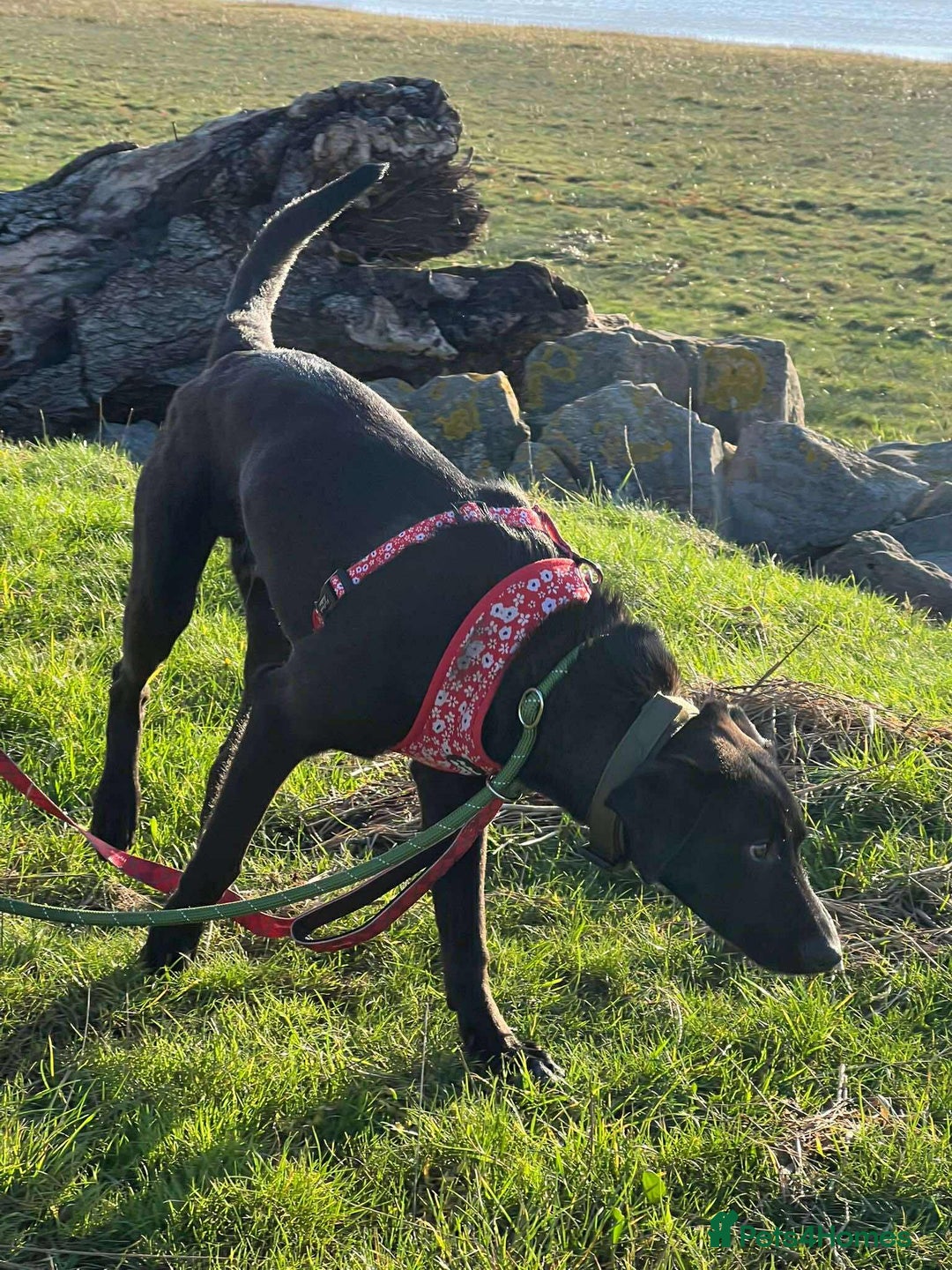 Mixed Breed dogs for adoption: ASH-12 months,Medium,playful/friendly/loves people - Image 12