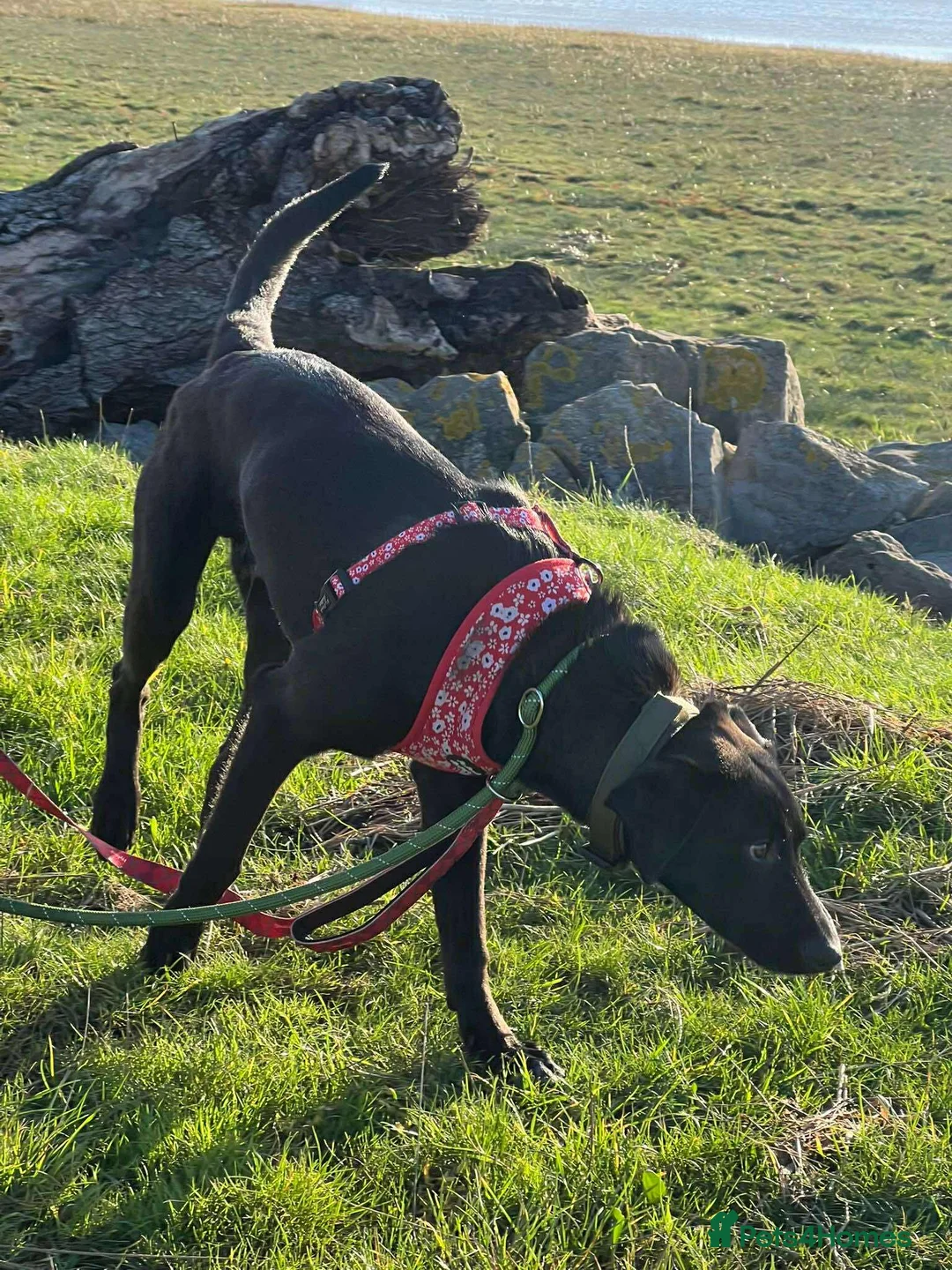 Mixed Breed dogs for adoption: ASH - 15 months,Med. playful/friendly/loves people - Advert 12