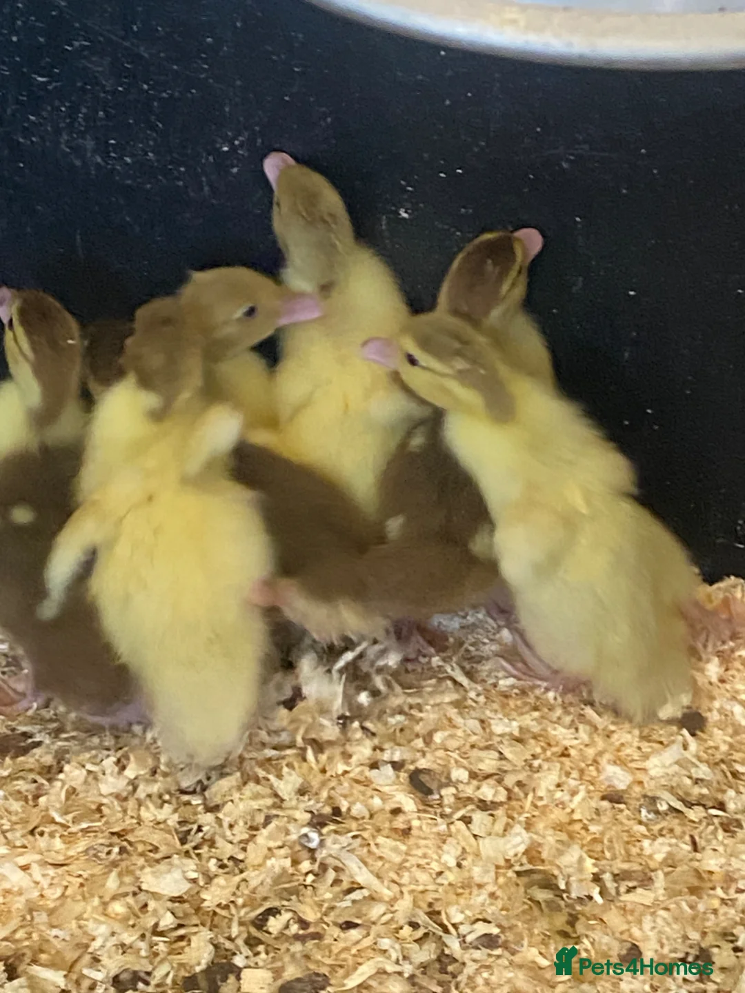 Ducks poultry for sale: Muscovy and pekin ducklings - Advert 1