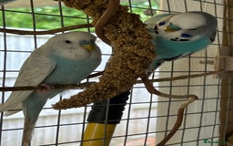 Budgerigars birds for sale: Boy budgies  - Image 5