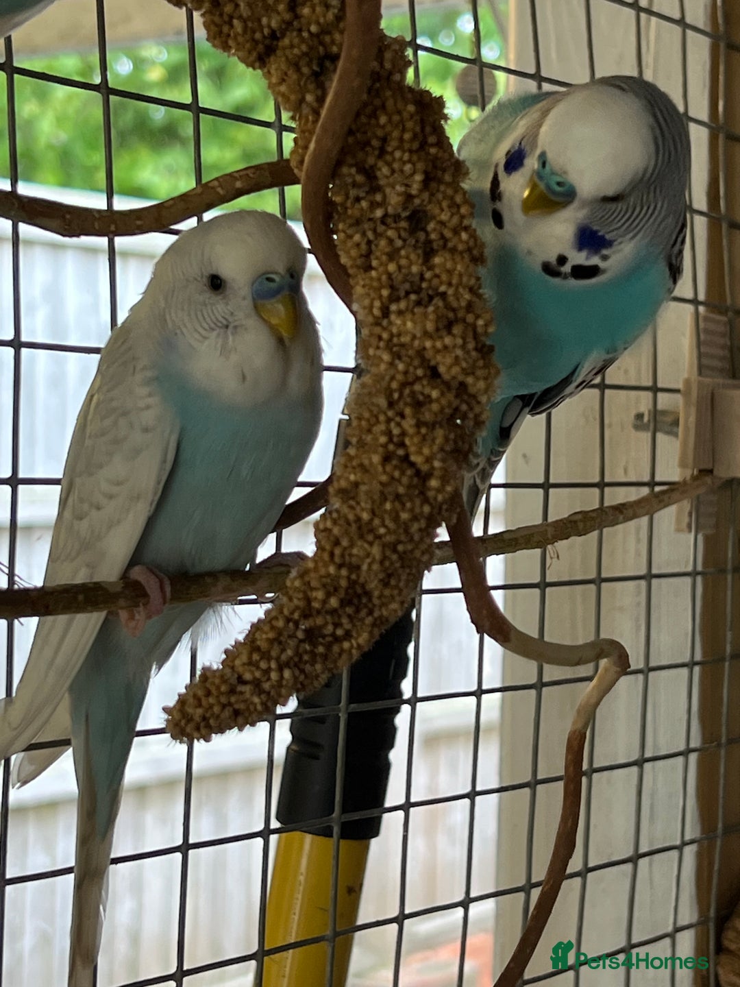 Budgerigars birds for sale: Boy budgies  - Image 5