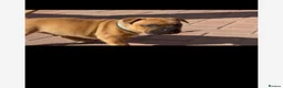 Staffordshire Bull Terrier dogs for sale: last boy ready now champion lines  boys  - Advert 15
