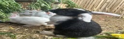 Mixed Breed rabbits for sale: Mixed lop ready to go  - Advert 2