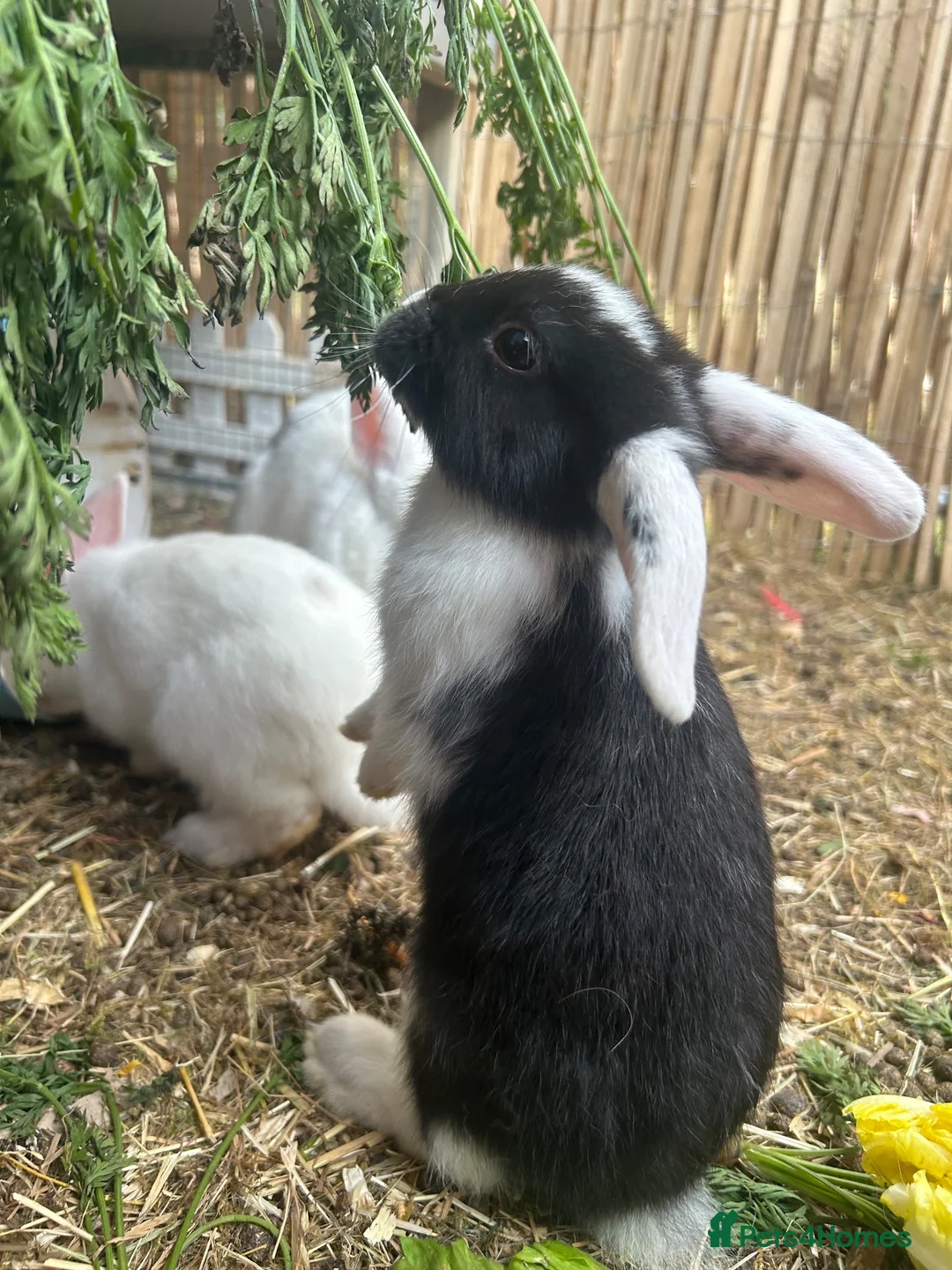 Mixed Breed rabbits for sale: Mixed lop ready to go  - Advert 2