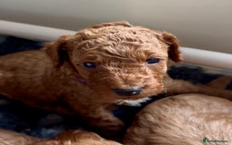 Cockapoo dogs for sale: Stunning Fox Red F1B Cockapoos only 1 girls left - Image 16