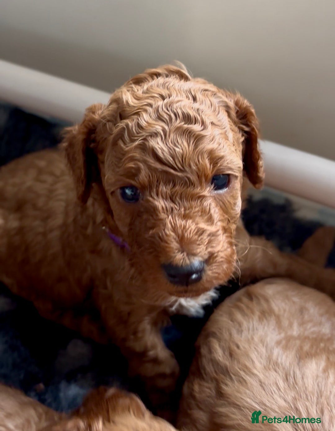 Cockapoo dogs for sale: Stunning Fox Red F1B Cockapoos only 1 girls left - Image 16