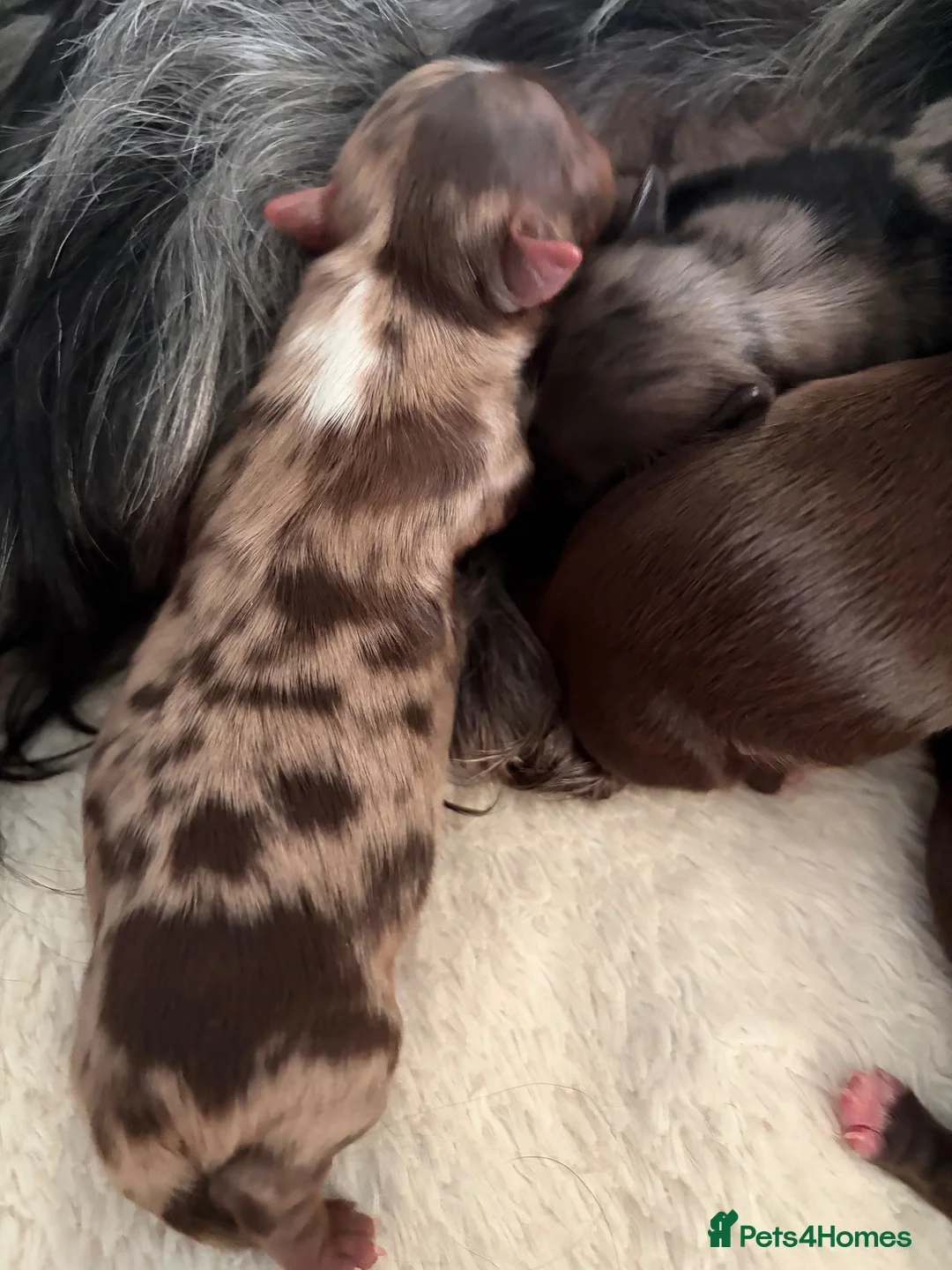 Yorkshire Terrier dogs for sale: Stunning Yorkshire terrier puppies 🩵🩷 - Advert 40