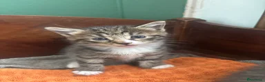 Mixed Breed Kitten 2