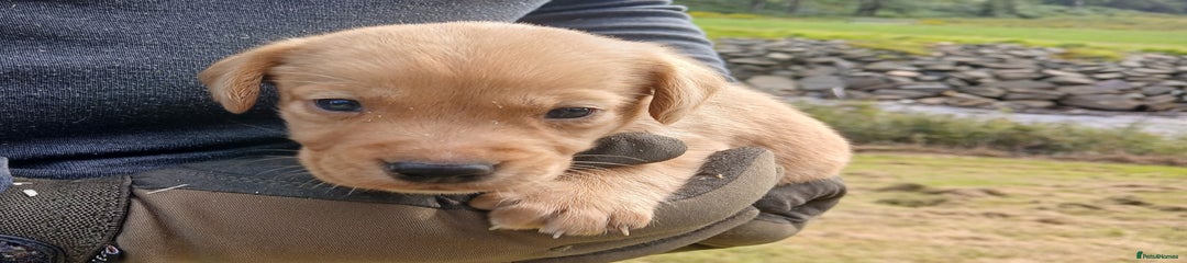 Cockerdor Puppy 2