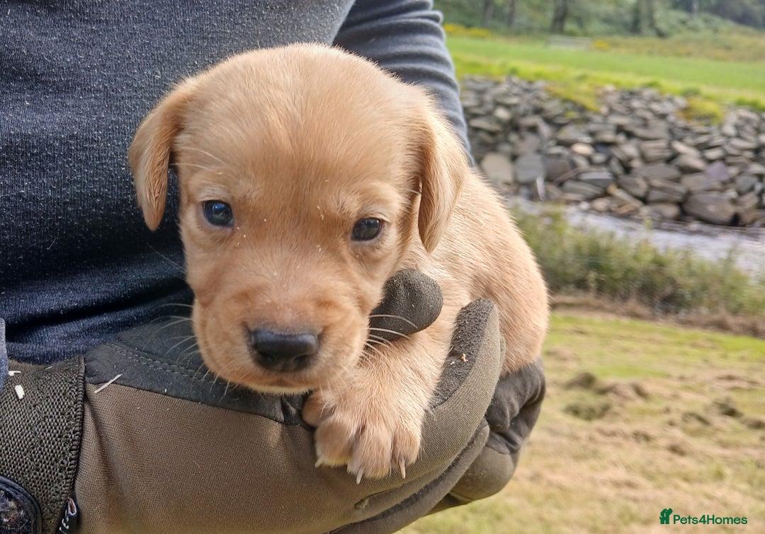 Cockerdor dogs for sale: Gorgeous cockador Puppies - Image 9