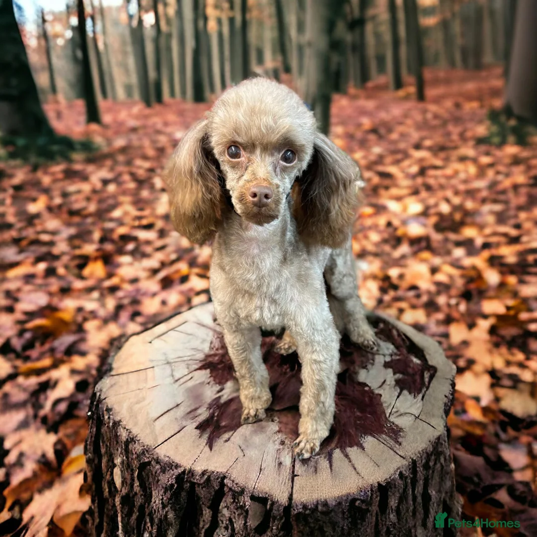 Toy Poodle dogs for stud: Stunning Chocolate Toy Poodle  in Stafford - Advert 23