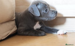 Staffordshire Bull Terrier dogs for sale: Beautiful staffy puppies - Image 12
