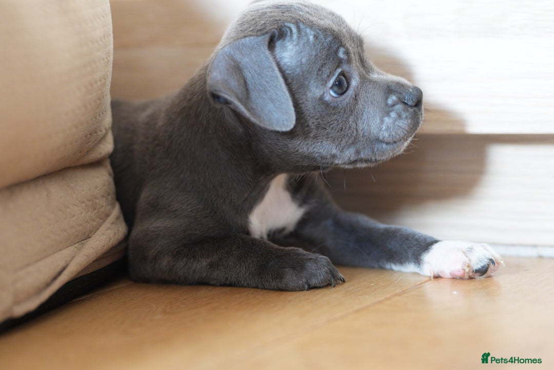 Staffordshire Bull Terrier dogs for sale: Beautiful staffy puppies - Image 12