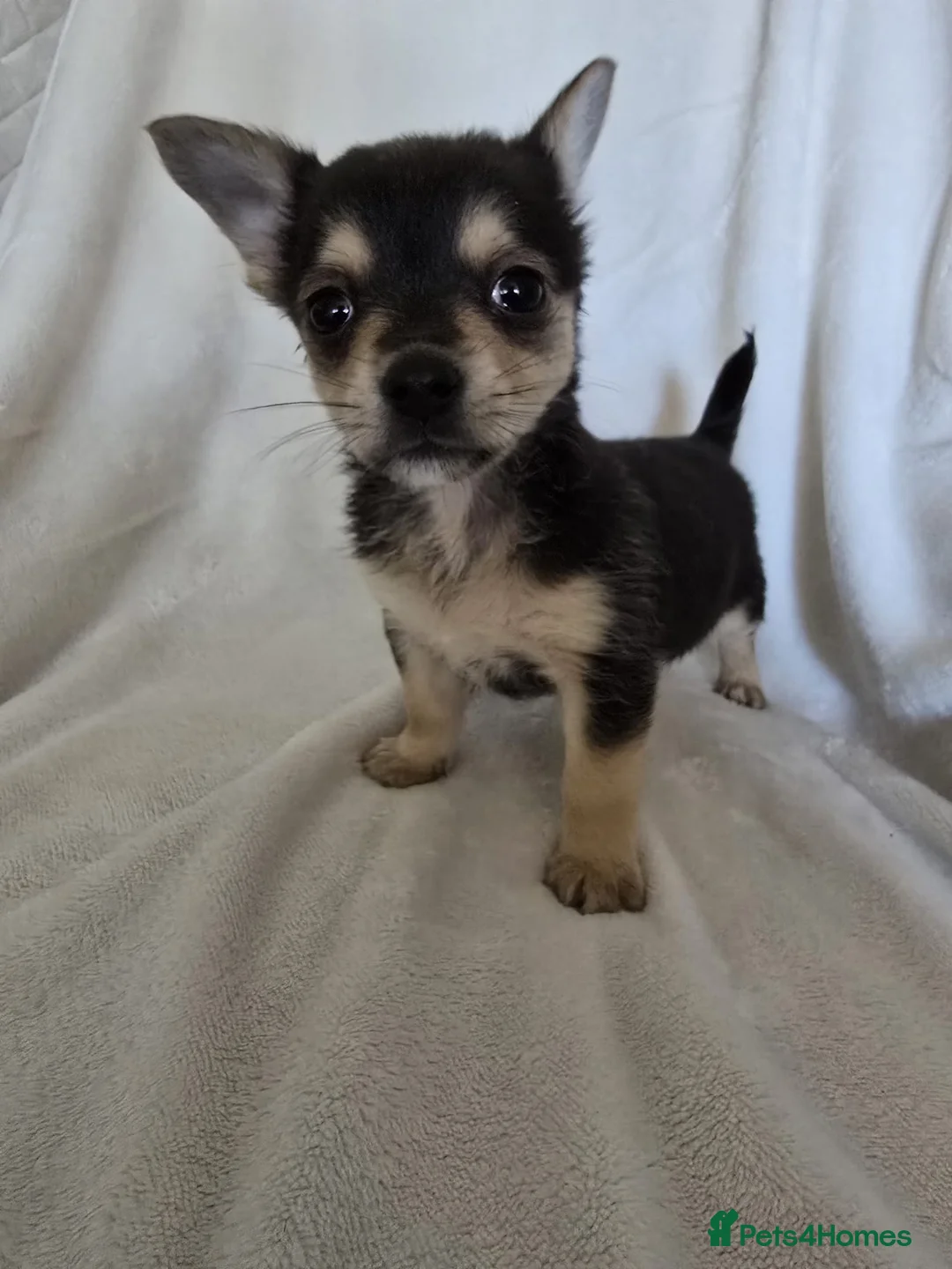 Chihuahua dogs for sale: Chihuahua puppies  - Advert 2