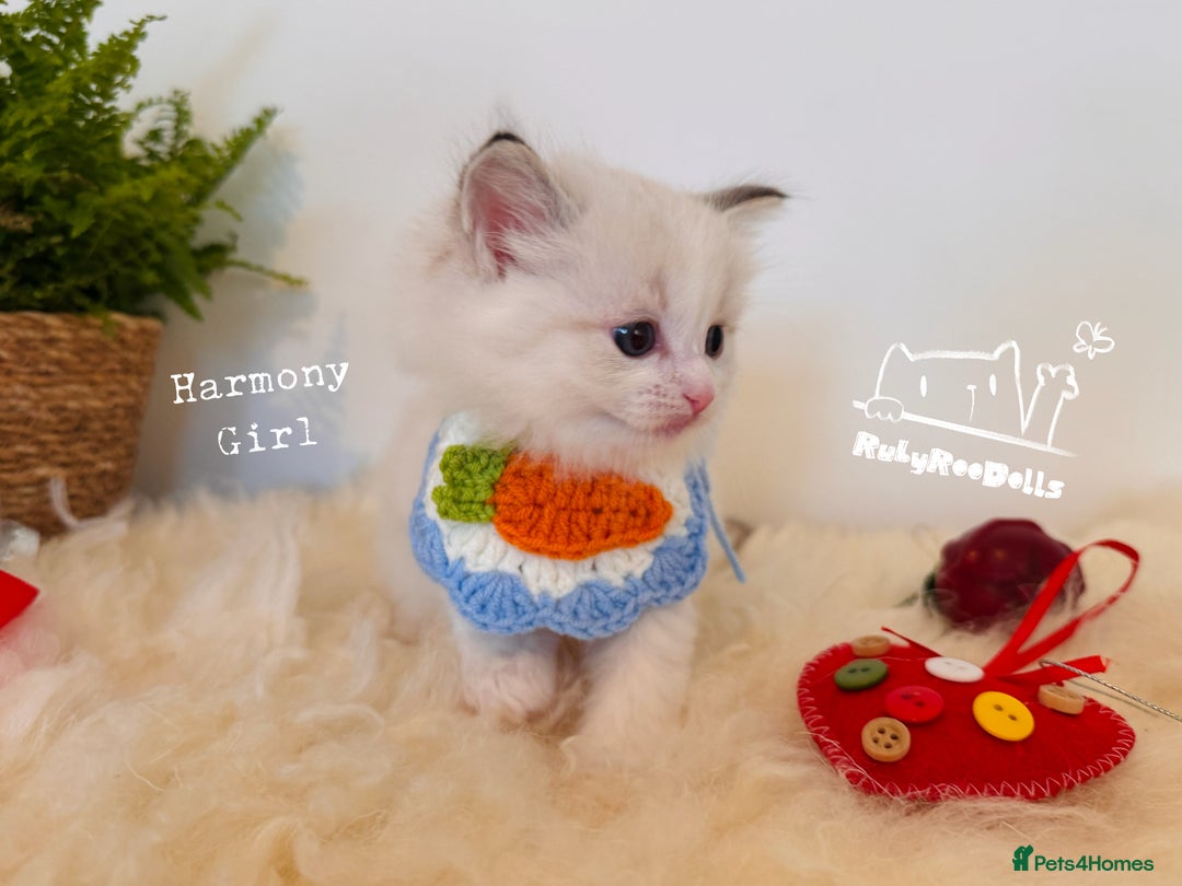 Ragdoll cats for sale: 🌟DNA Test🏆GCCF/TICA Championship Ragdoll Kitten - Advert 5