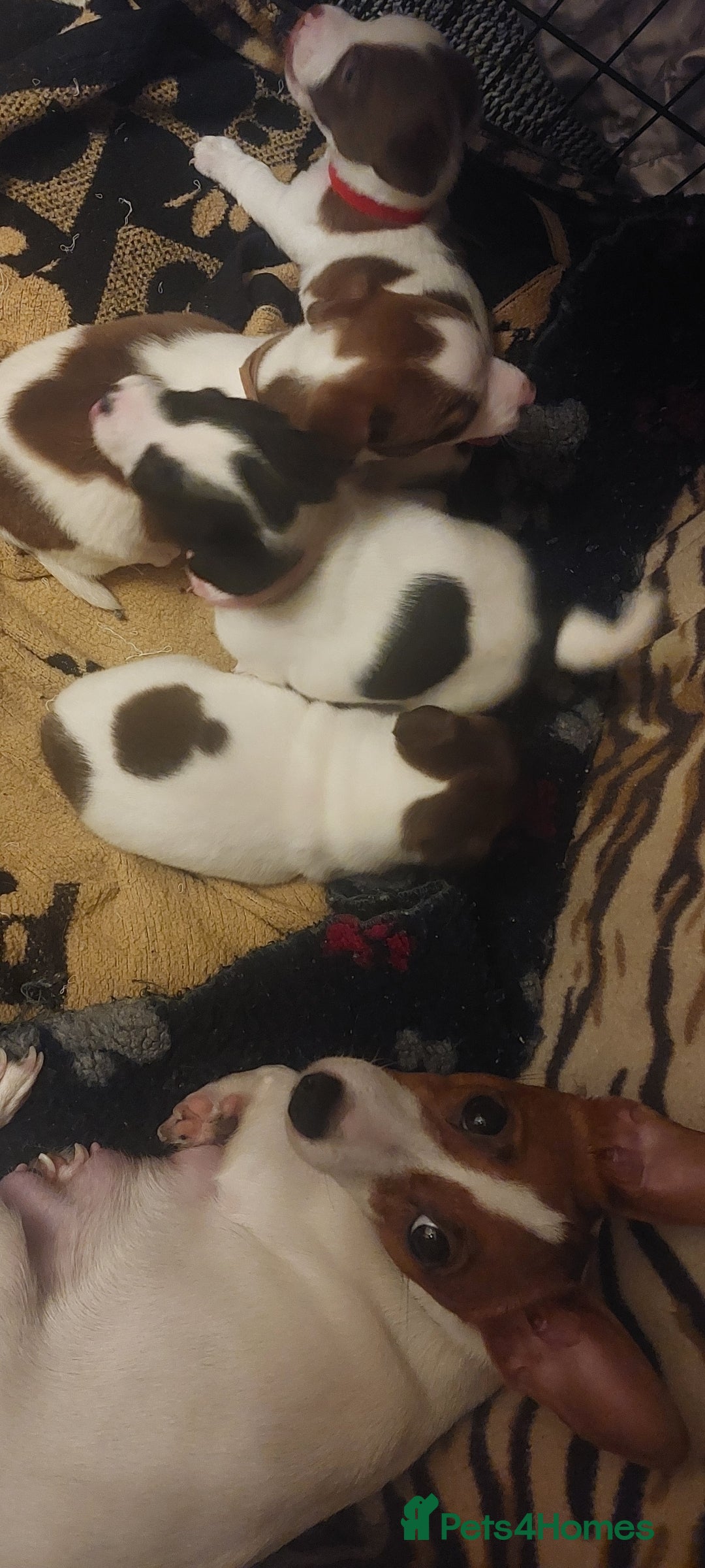 Jack Russell dogs for sale: Truly Superb  Russels - Advert 18