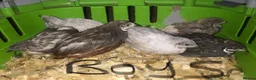 Quail poultry for sale: QUAILS,POINT OF LAY CHINESE BUTTONS ! - Advert 6