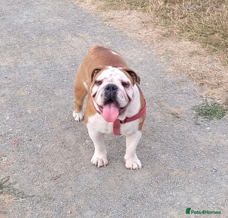 English Bulldog dogs Adult English bulldog female - Advert 1