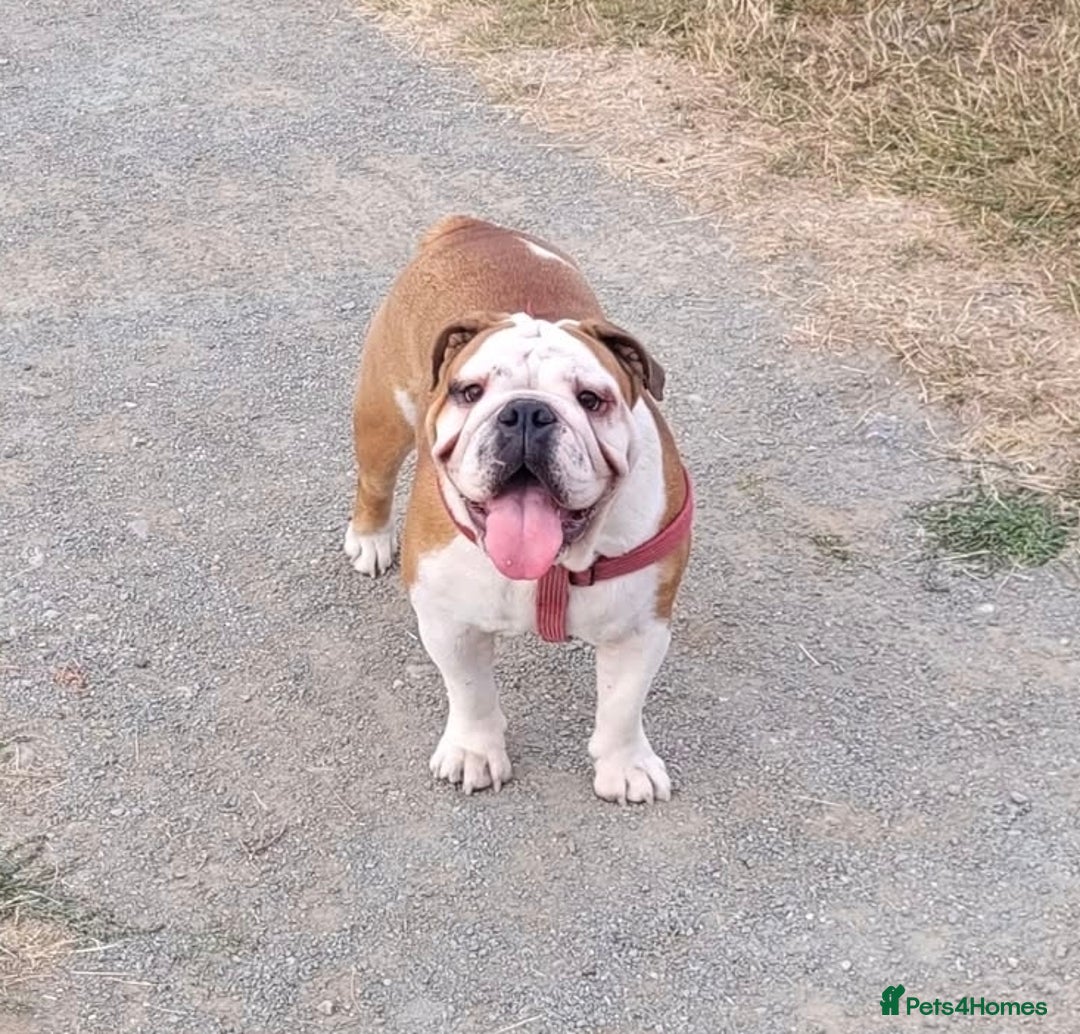 English Bulldog dogs for sale: Adult English bulldog female - Advert 1