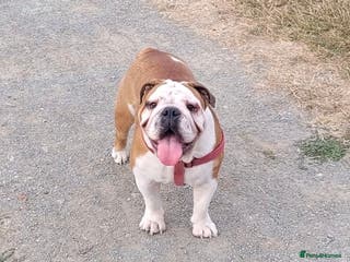 English Bulldog dogs Adult English bulldog female - Advert 1