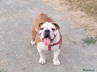 English Bulldog dogs Adult English bulldog female - Advert 1
