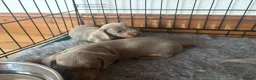 Miniature Dachshund dogs for sale: Miniature dachshund  - Advert 6
